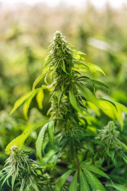 CBD 10% Naturextrakt Premium