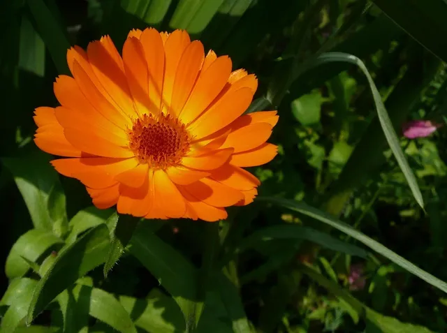 Hanf Calendula Balsam