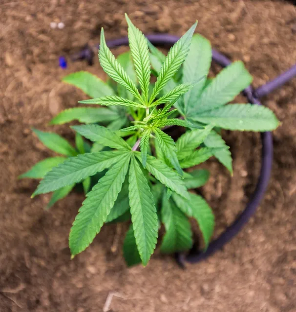 CBD 24% Hanfextrakt Premium