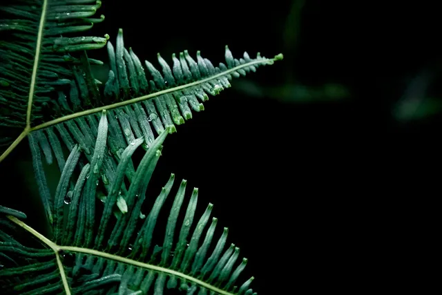 Black Leaf Vorkühler