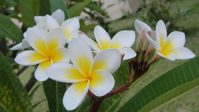 Aromablüten "Tropical Haze"