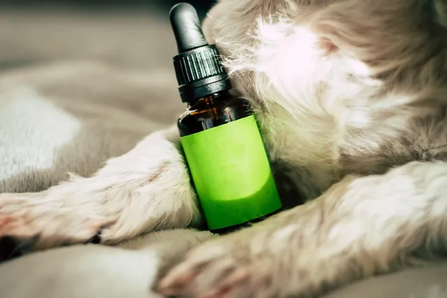 CBD Bodylotion+ mit aktiviertem Cannbidiol