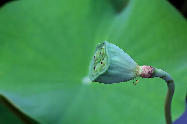 BIO Hanfsamen geschält - Mary's Hanf