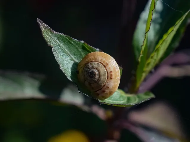 Black Leaf Vorkühler - Mary's Hanf
