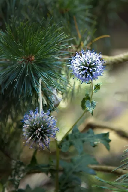 Aromablüten "Berlin Amnesia"