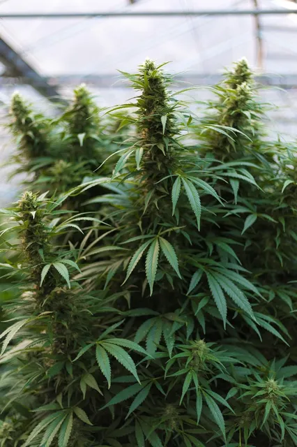 CBD Hydracalm - Anti Aging