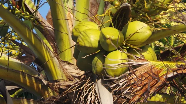 Juicy Jay´s Coconut Size - Mary's Hanf