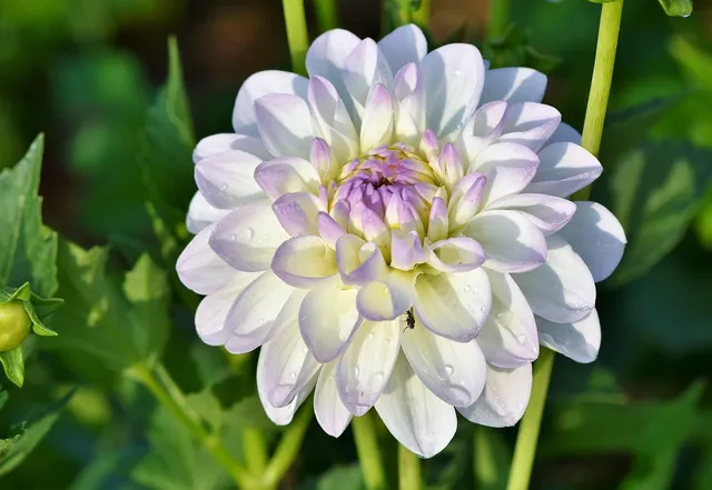 Aromablüten "Berlin Amnesia"