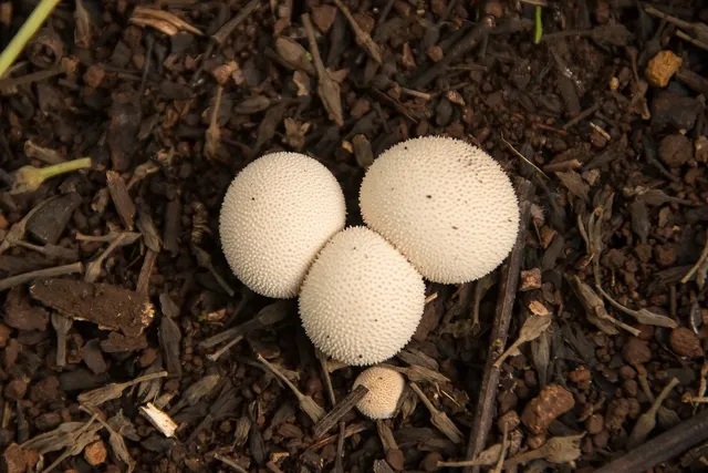 Hanfkrem Steinpilz Pfeffer