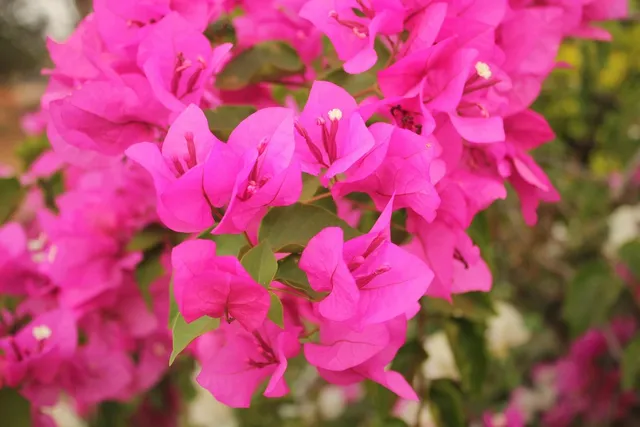 Gizeh King Size Pink