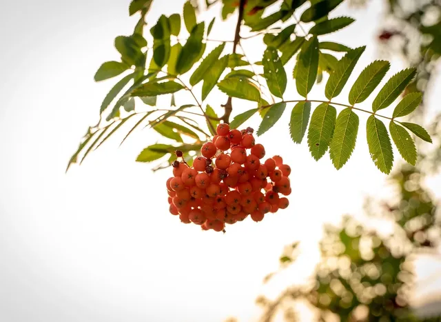 Bunte Blüte Redberry Kush mit Blüte
