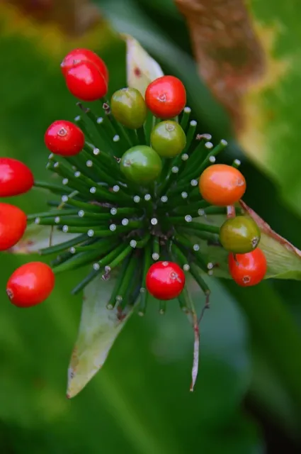 Bunte Blüte Redberry Kush