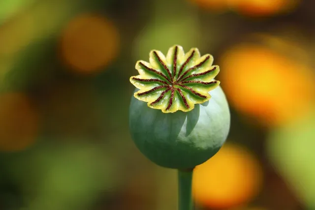 Hanfsamen Bio - Hanf & Natur