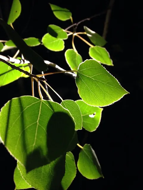 Black Leaf Diffusorpfeife - Mary's Hanf