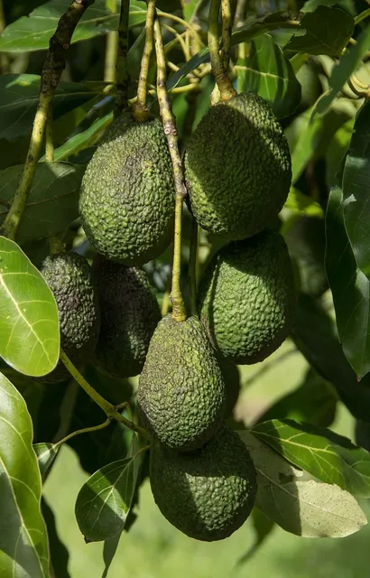 Hanf Avocado Pflegeöl