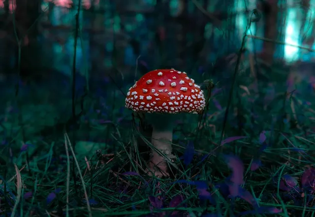 Black Leaf Kolbenbong Mushrooms - Mary's Hanf