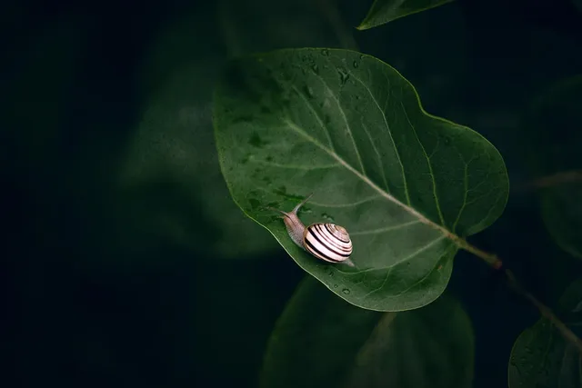 Black Leaf Glasbong mit Hanfblatt - Mary's Hanf