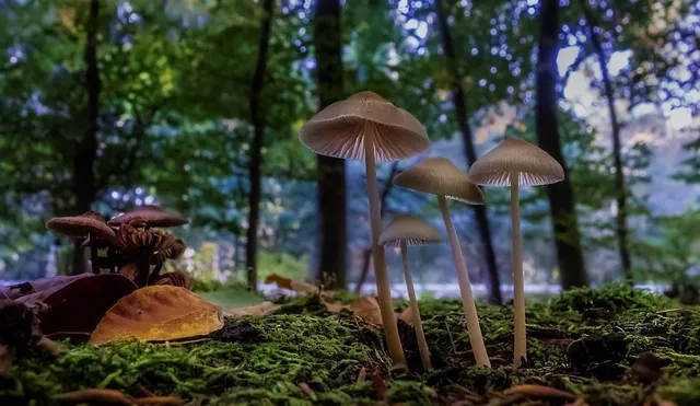 Black Leaf Kolbenbong Mushrooms - Mary's Hanf