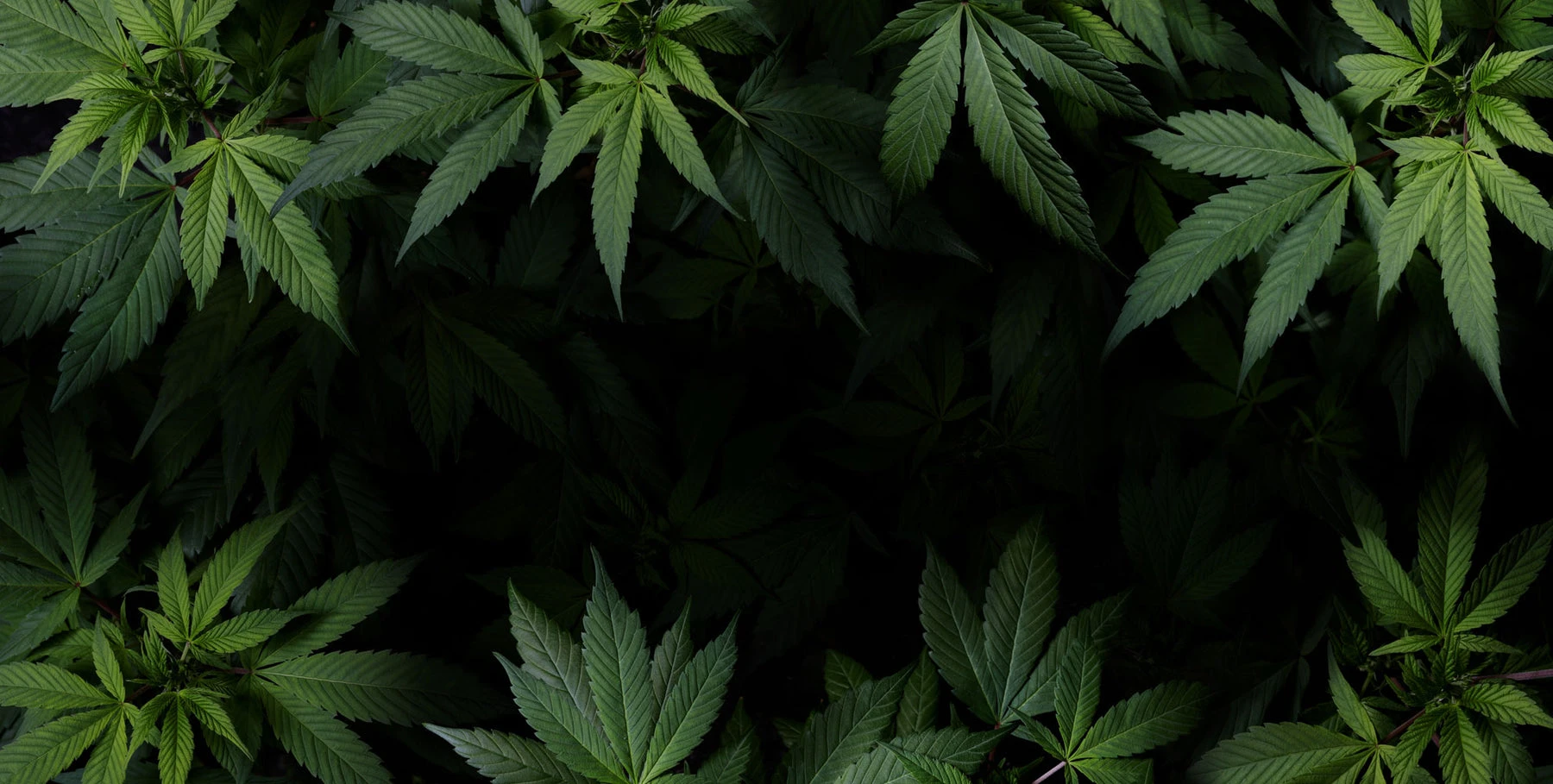 Hanföl kaufen | Mary's Hanf | Online Headshop